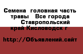 Семена (головная часть))) травы - Все города  »    . Ставропольский край,Кисловодск г.